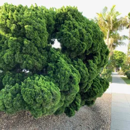 Juniper_CM1