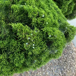 Juniper_CM3