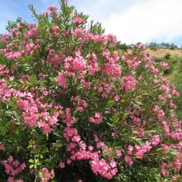 09-06-2017_Oleander_(Nerium_oleander)