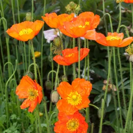 Papaver_x_summer