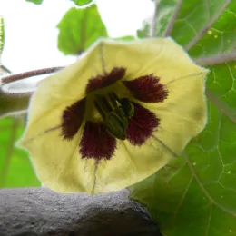 Physalis_bluete_fcm