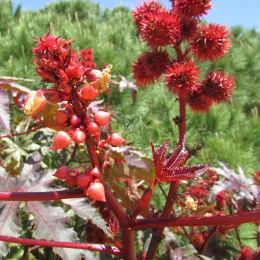 11-05-2017_Castor-oil-plant,_(Ricinus_communis),_Olhos_de_Água_(2)