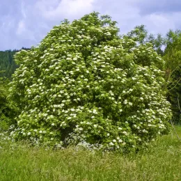 Sambucus_nigra_004