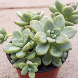 Sedum-VShatynski2