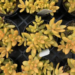 Sedum1_CM