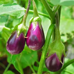 Solanum_melongena_24_08_2012_(1)
