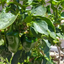 Solanum_Vshatynski1