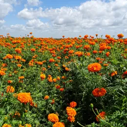 flower-1659660
