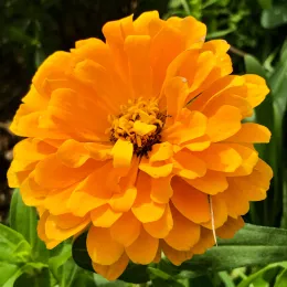 flower-5102788
