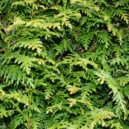 background-711580