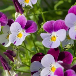 pansy-3401542