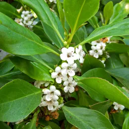 Myoporum laetum, MiramarBch, 22Jul08 (1a)