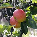 apples on a tree