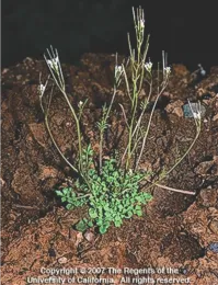 Little bittercress