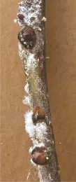 Possible European lecanium scale
