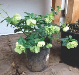 Hellebore plant