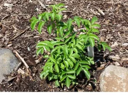 Blue elderberry at Master Gardener Demo Garden, Mike Flanner