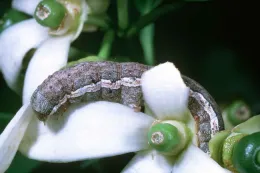 Larva of citrus cutworm. Jack Kelly Clark, UC ANR