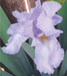 lavender