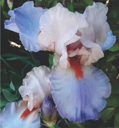 soft blue white