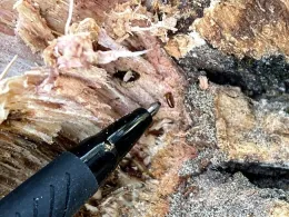 Mediterranean Oak Borer pen used to show size.