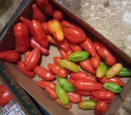 San Marzano FEB
