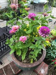 Zinnia, Berry Basket Mix - by Pam Roper