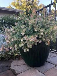 Origanum ‘Kent Beauty’ Ornamental Oregano and Yellow Coneflower by Pam Roper