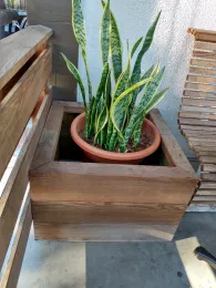 Container Enclosed Snake Plant by Brian Okamoto