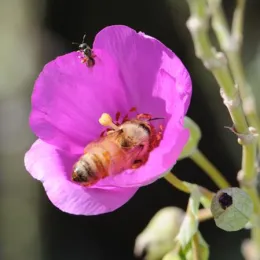 rockpurslane
