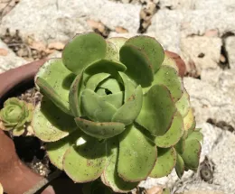 aeonium