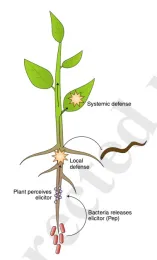Illustration in the journal, Nature Plants.