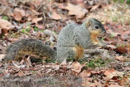 Eastern fox squirrel. (Credit: CL Christie)