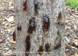 Gumming on the outer bark of a tree trunk. (Credit: A Eskalen)