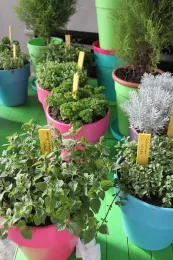 Herb pots. (pixabay.com)