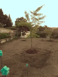 Trees in place