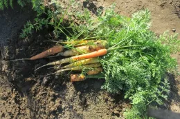 Carrots
