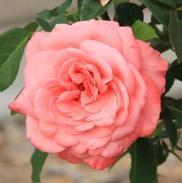 Rosa 'Elaine Paige'