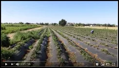 Compost (1)