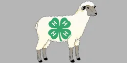 Sheep Cover