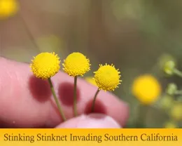 Featured Stories Stinknet Banner