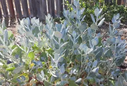 Giant Buckwheat leaves are soft gray green, Laura Lukes
