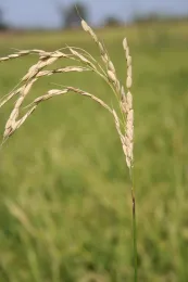 IMG 3245