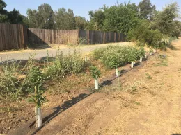 Elderberry row at farm B