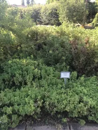 herb garden gos