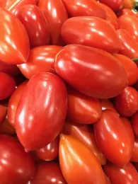 Juliet tomatoes