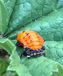 pupa 2