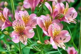 xalstromeria1208