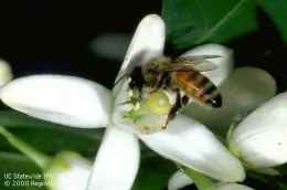 honey bee I-HY-AMEL-AD.020