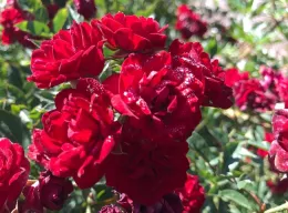One of the beautiful red roses being evaluated.
